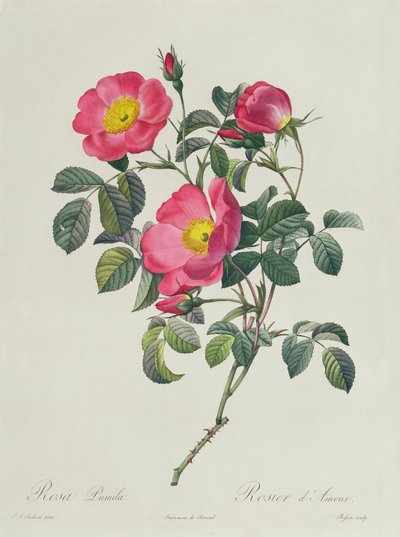 Rosa Lumila - Pierre Joseph Redouté